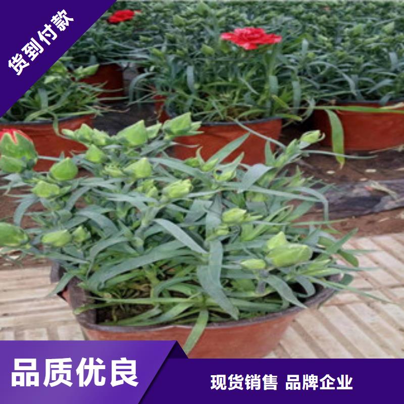 宿根花卉柳葉馬鞭草/薰衣草產品優勢特點