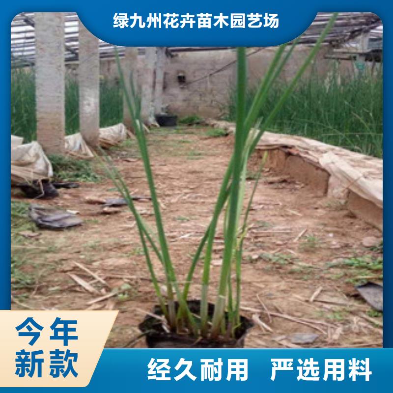 宿根花卉五一國慶草花批發發貨及時