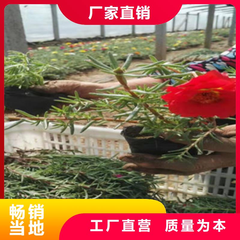 宿根花卉鲁冰花/粉黛乱子草当地厂家值得信赖