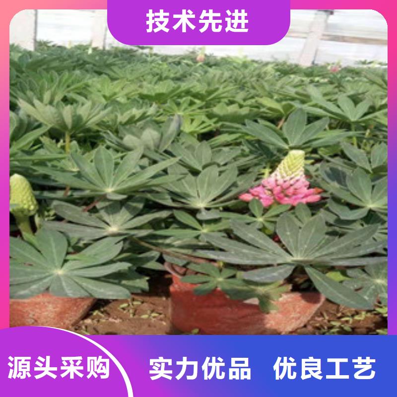 宿根花卉时令花卉/绿化草花价格现货采购