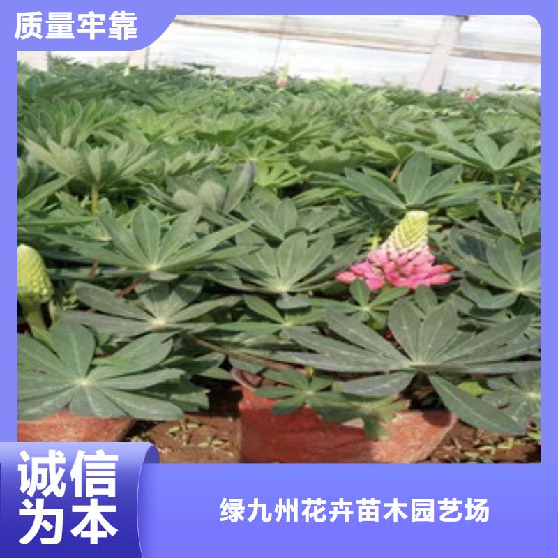 宿根花卉,【水生植物/荷花睡莲】订购