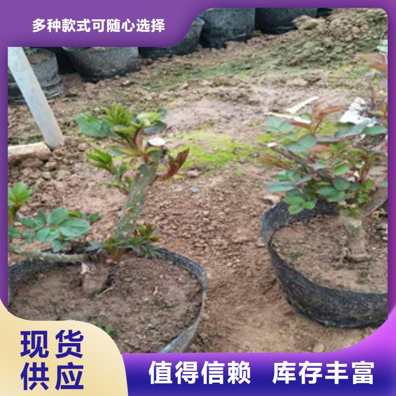 【花海景觀五一國(guó)慶草花批發(fā)精工打造】
