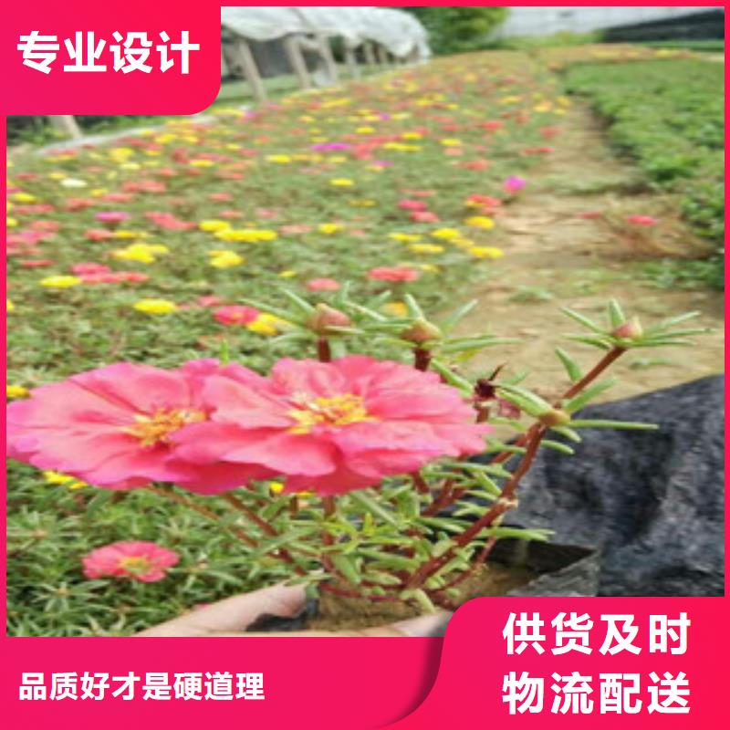 花海景觀花海景觀工程生產型