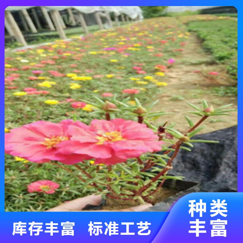 花海景观_花海景观工程现货采购