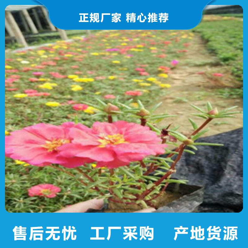 花海景观耐寒耐旱草花基地严选好货