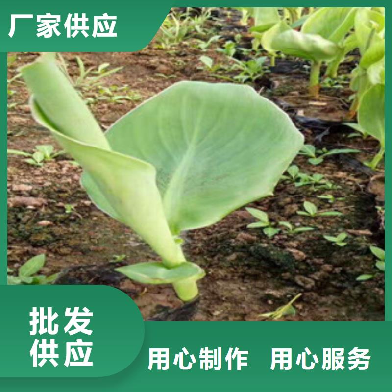 【花海景观观赏草/蒲苇狼尾草定制批发】