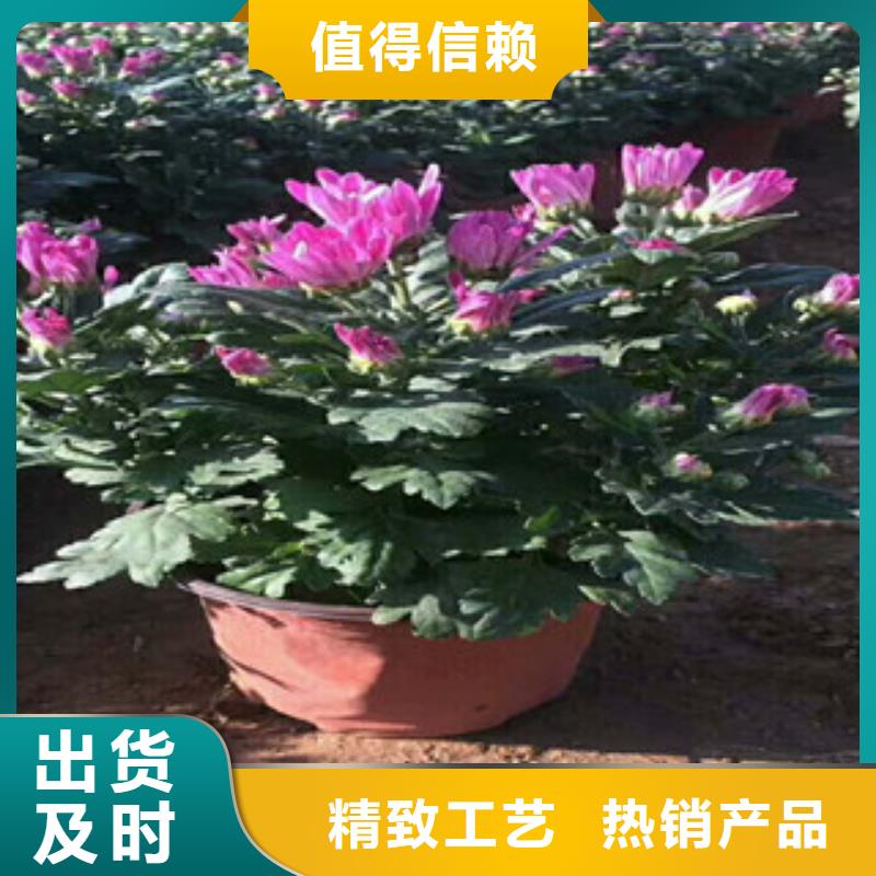 花海景觀水生植物/荷花睡蓮品牌企業
