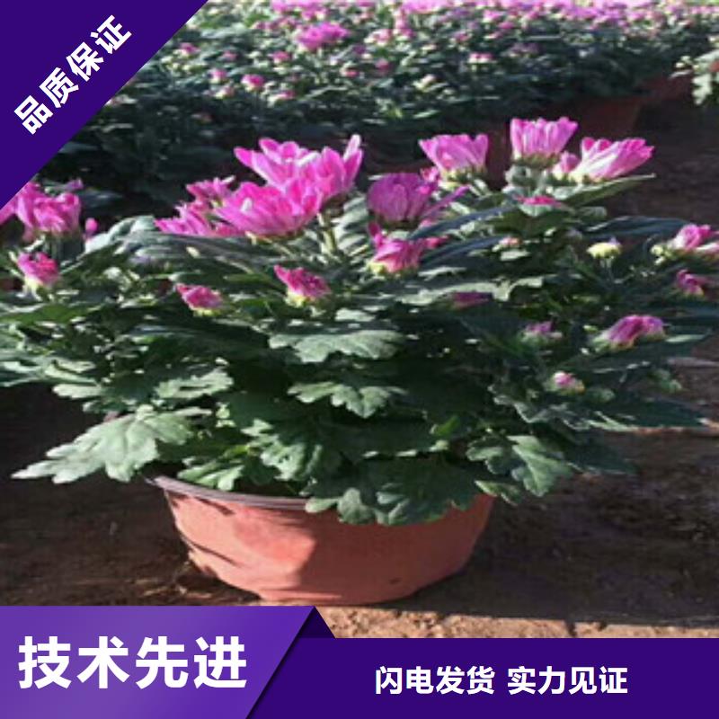 【花海景观耐寒耐旱草花基地专业厂家】