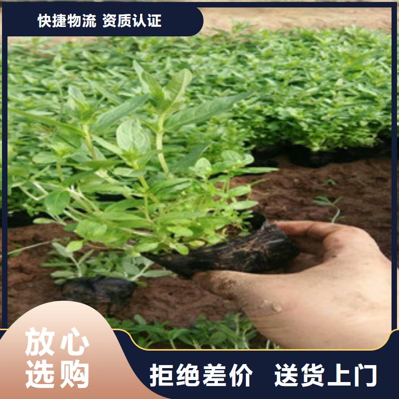 花海景观鲁冰花/粉黛乱子草有实力有经验