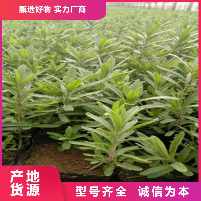 花海景观花海景观工程高质量高信誉