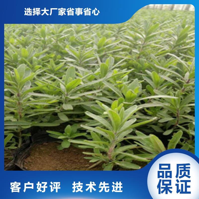 【花海景观水生植物/荷花睡莲款式多样】