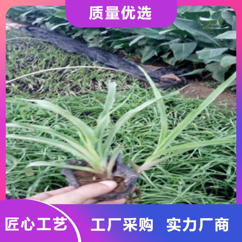 【花海景观花海景观工程助您降低采购成本】