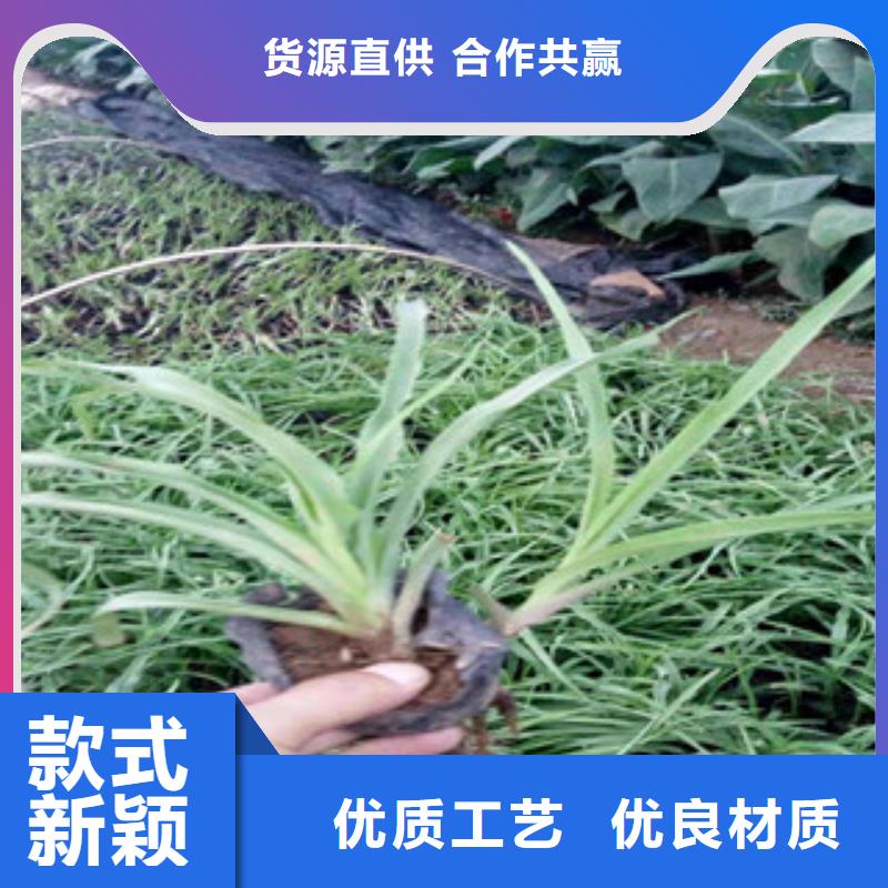 花海景觀耐寒耐旱草花基地好貨直銷