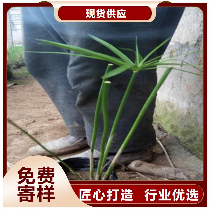 花海景觀耐寒耐旱草花基地暢銷當地