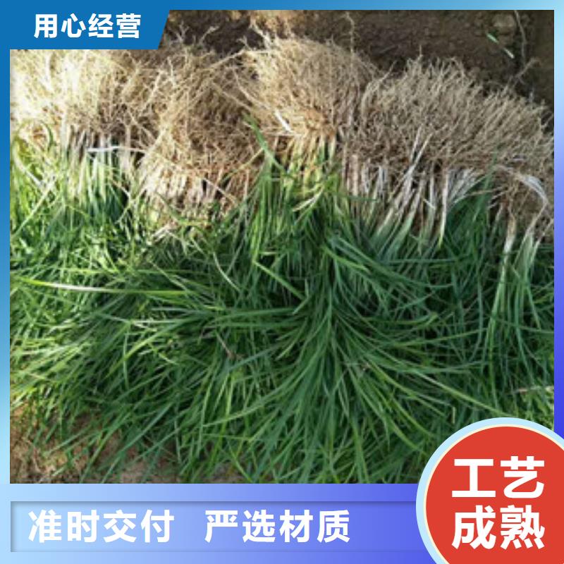 花海景观花海景观工程高质量高信誉