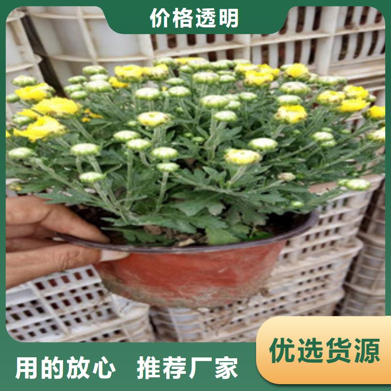花海景觀柳葉馬鞭草/薰衣草產品參數