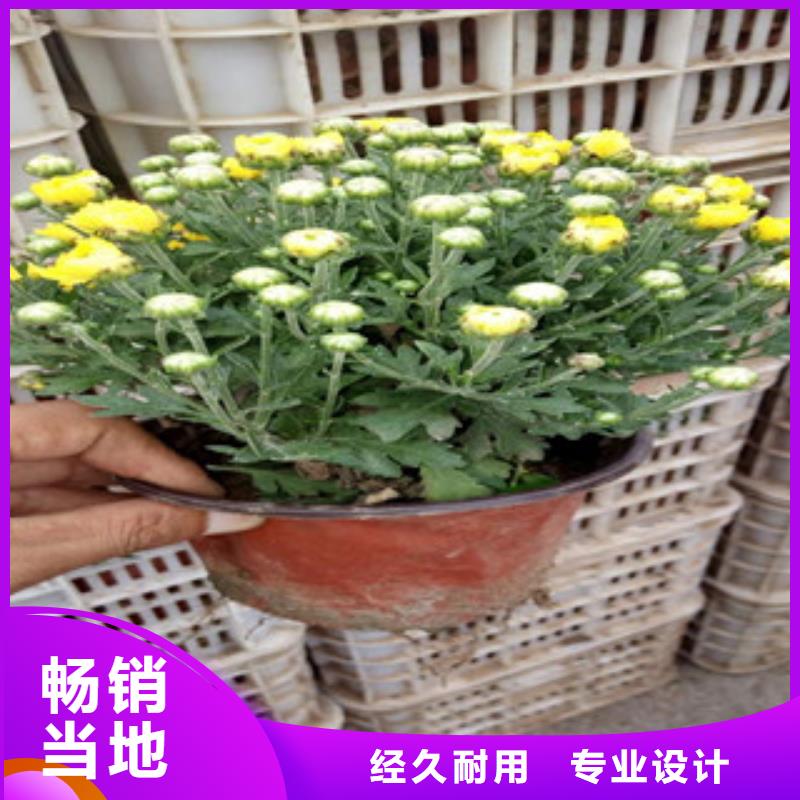 花海景观鲁冰花/粉黛乱子草的简单介绍