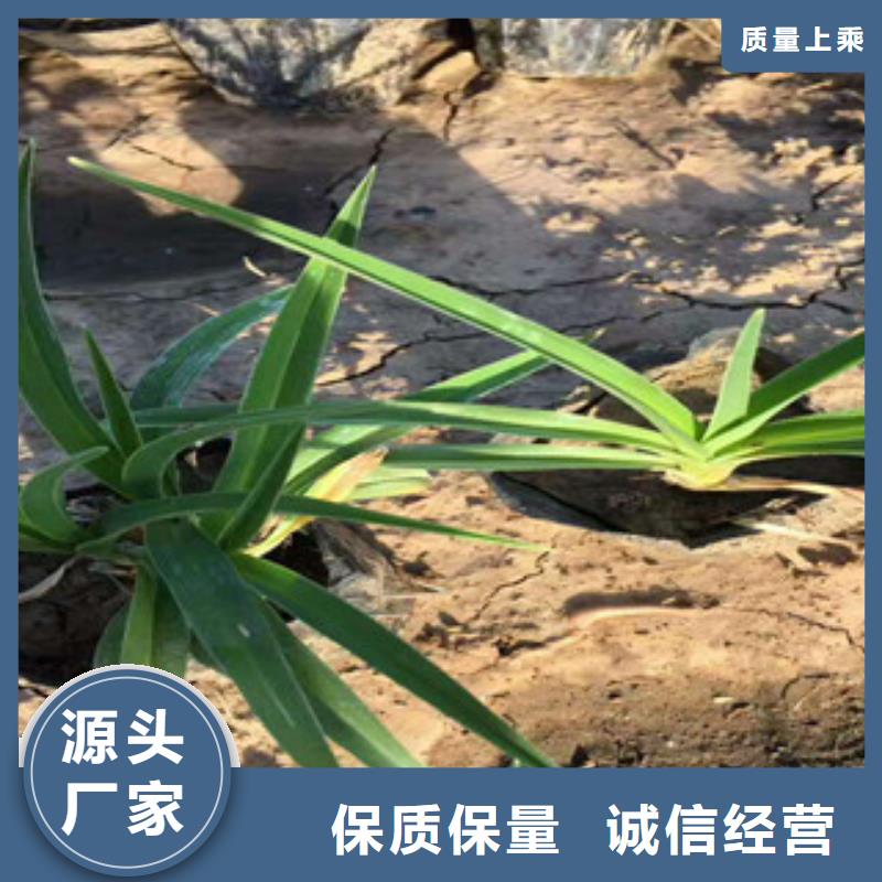 花海景观-耐寒耐旱草花基地性能稳定