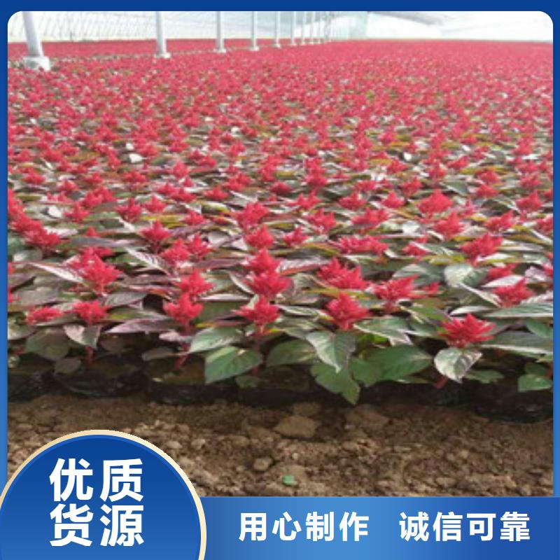 花海景觀,柳葉馬鞭草/薰衣草產(chǎn)地工廠
