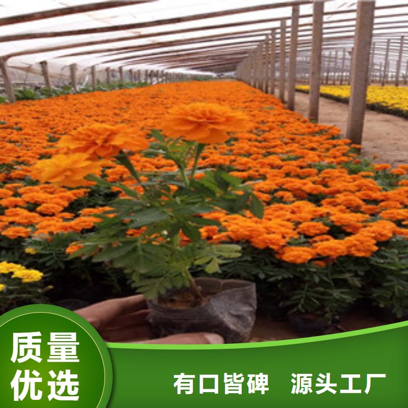 花海景觀水生植物/荷花睡蓮實力工廠