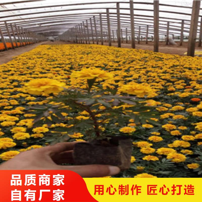 【花海景观花海景观工程助您降低采购成本】