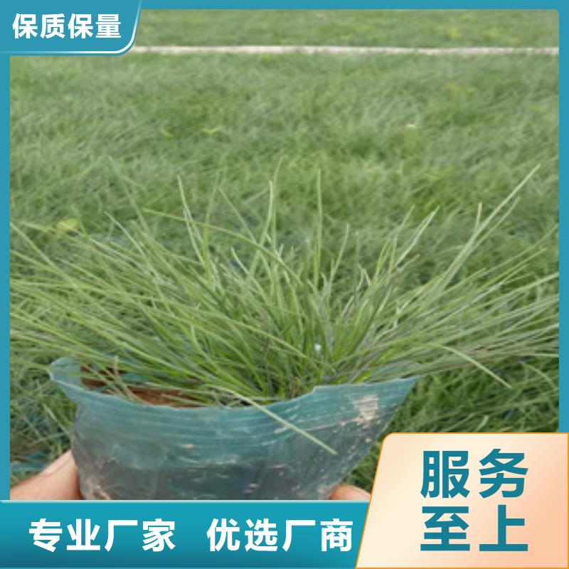 花海景觀五一國慶草花批發選擇我們沒錯