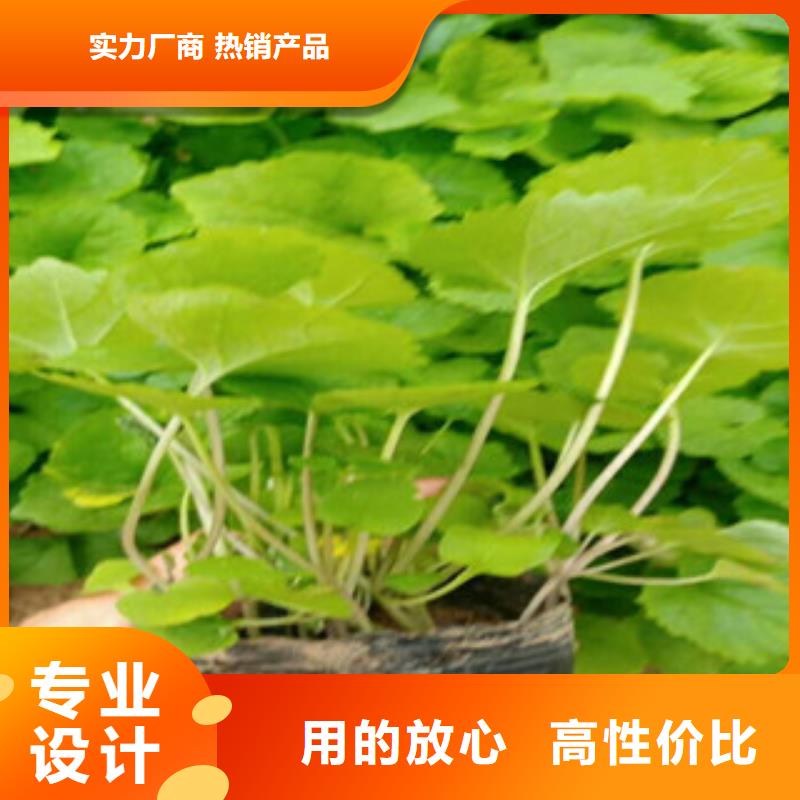 花海景觀水生植物/荷花睡蓮真材實(shí)料加工定制