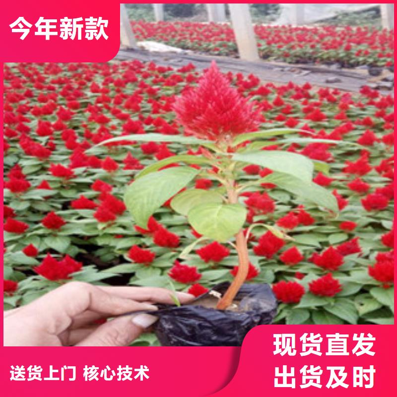 花海景觀五一國慶草花批發選擇我們沒錯