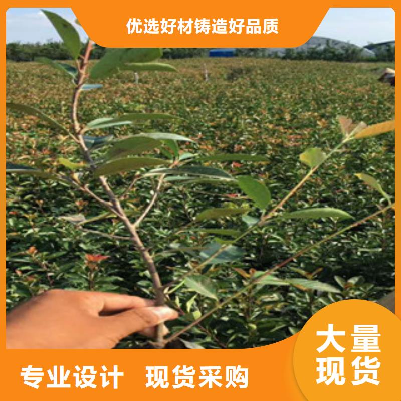 花海景觀耐寒耐旱草花基地制造生產銷售