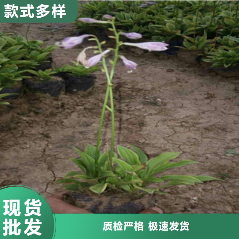 【花海景观水生植物/荷花睡莲款式多样】