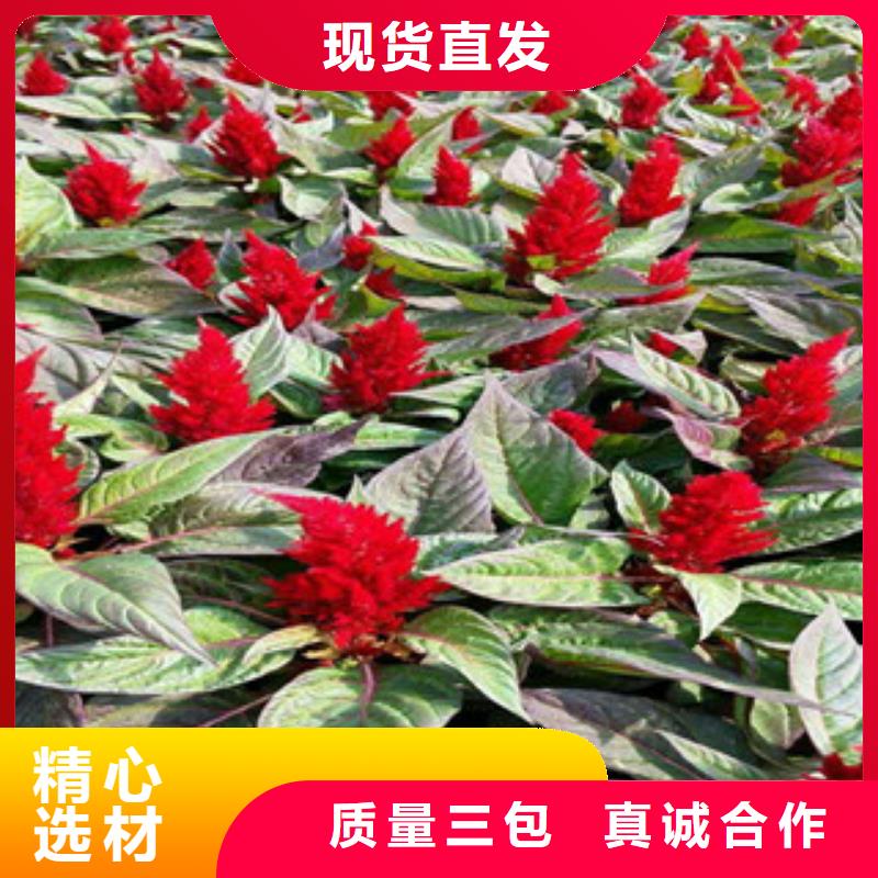 花海景观观赏草/蒲苇狼尾草对质量负责