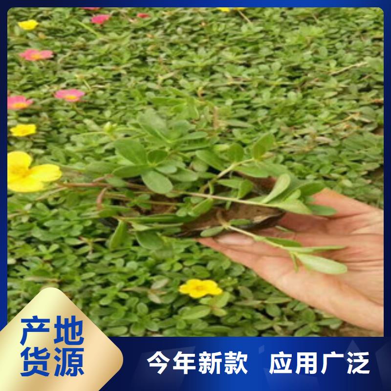 花海景观花海景观工程高质量高信誉