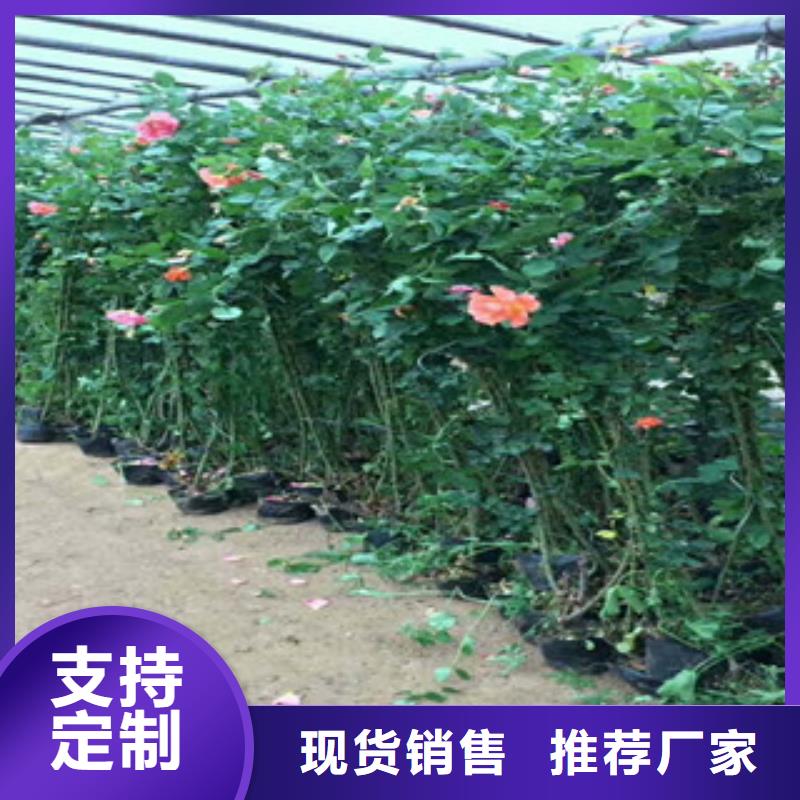 花海景观_耐寒耐旱草花基地专注生产制造多年