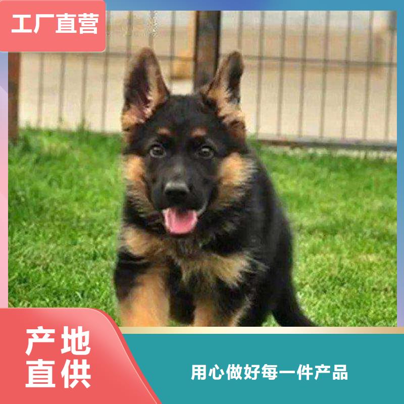 德国牧羊犬【杜高犬】一站式采购商家