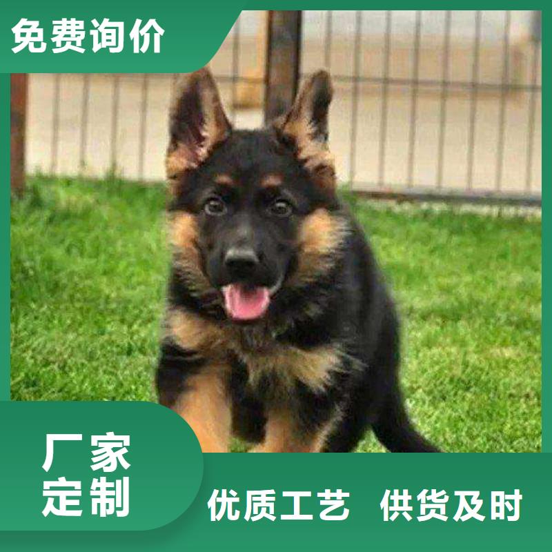 德国牧羊犬【杜宾犬】用心制作