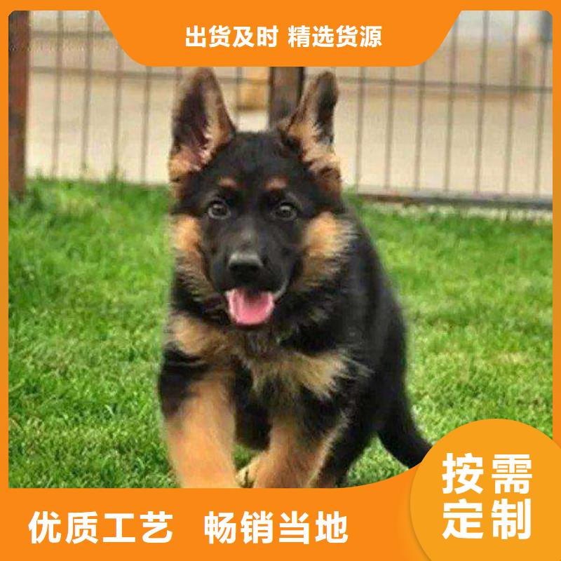 德國牧羊犬羅威納犬物流配送