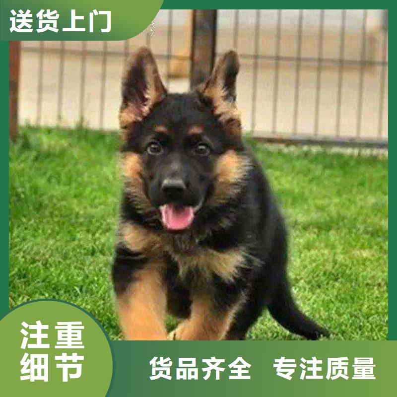 德国牧羊犬杜宾犬厂家大量现货