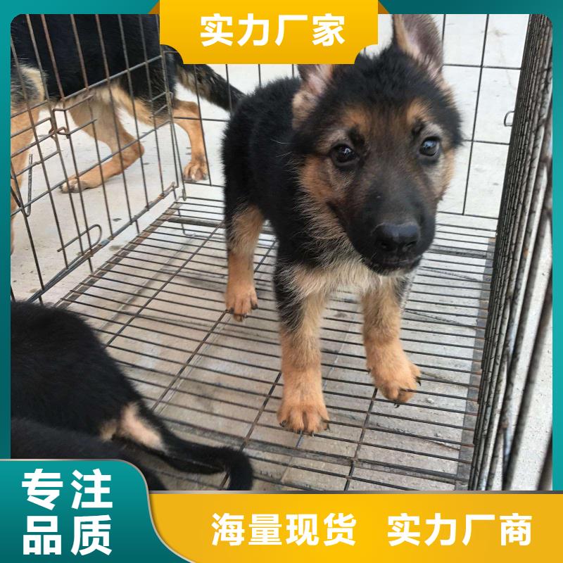 德國(guó)牧羊犬馬犬品質(zhì)有保障