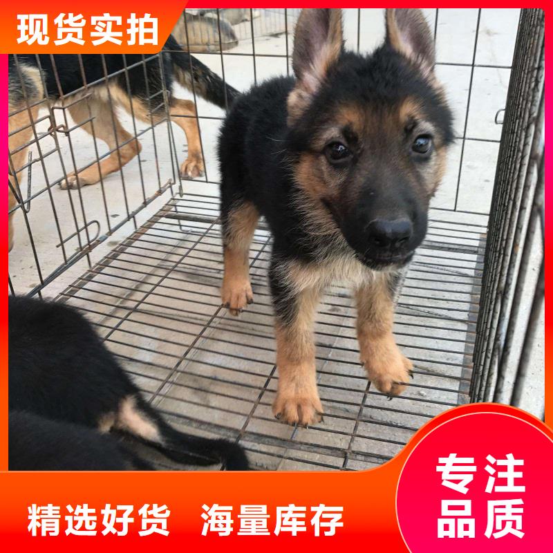 【德国牧羊犬】杜高犬注重细节