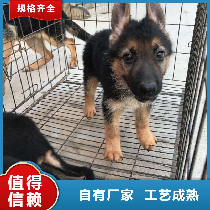 德國牧羊犬卡斯羅犬歡迎新老客戶垂詢