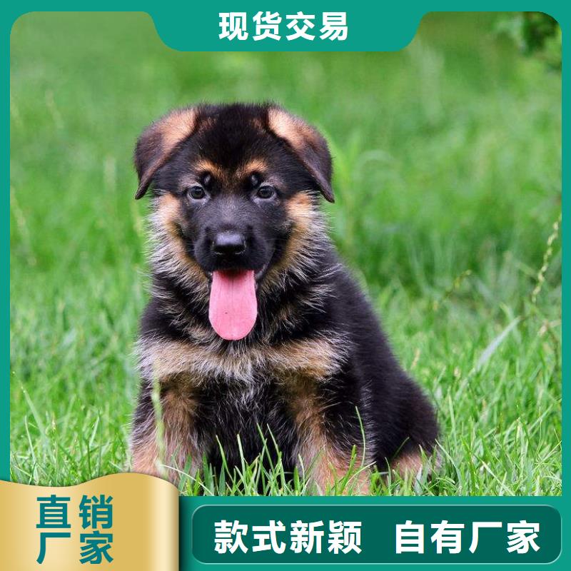 德國牧羊犬拉布拉多犬精工細(xì)作品質(zhì)優(yōu)良