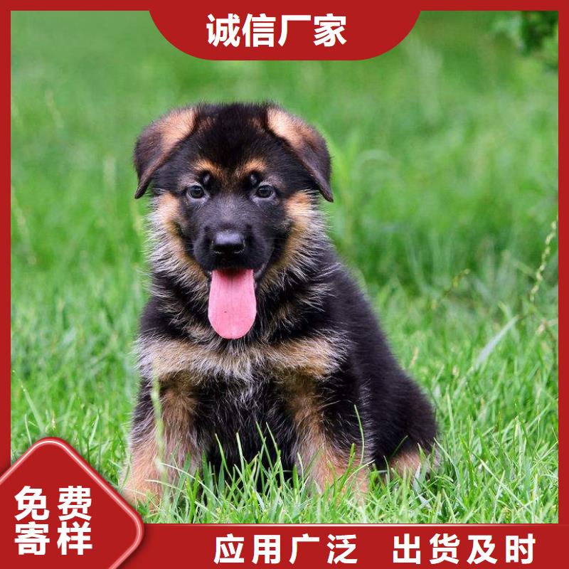 德国牧羊犬,杜高犬种类齐全