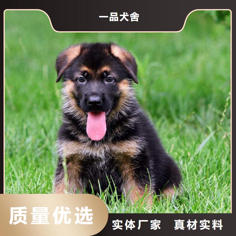 德国牧羊犬_德牧犬厂家拥有先进的设备