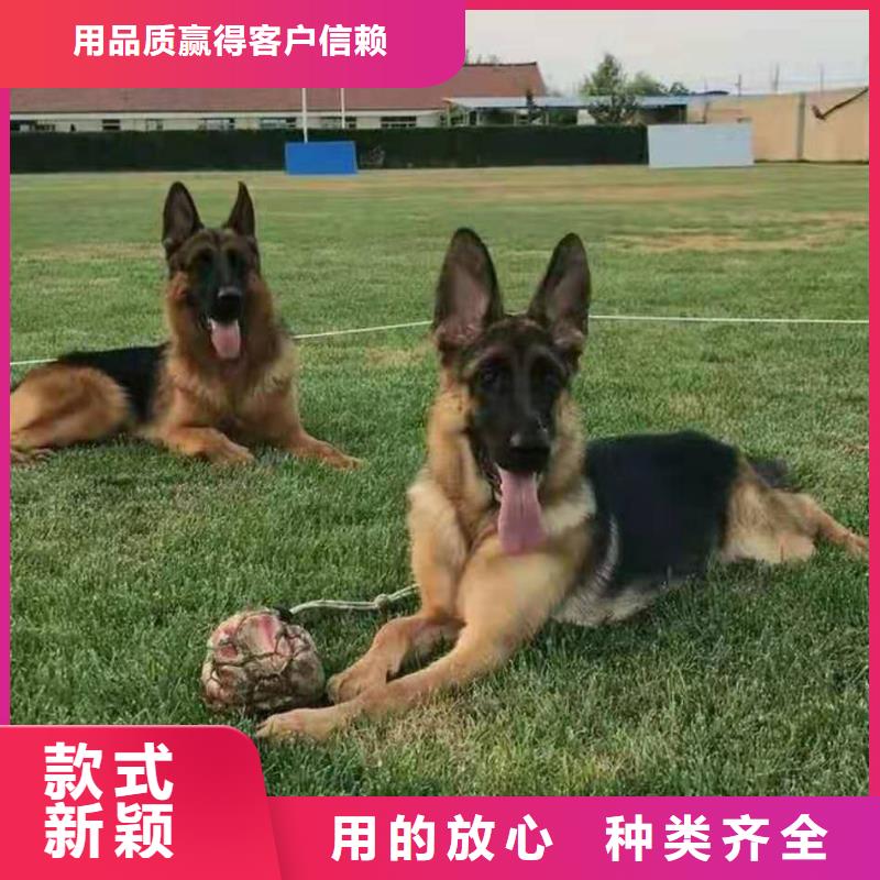 【德国牧羊犬】杜高犬注重细节