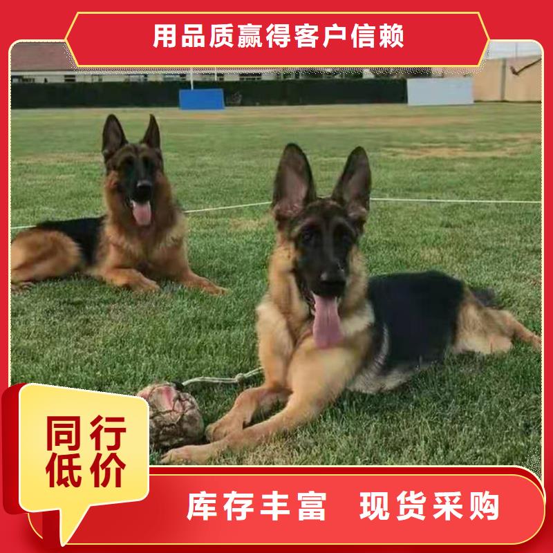 德国牧羊犬杜宾犬厂家大量现货