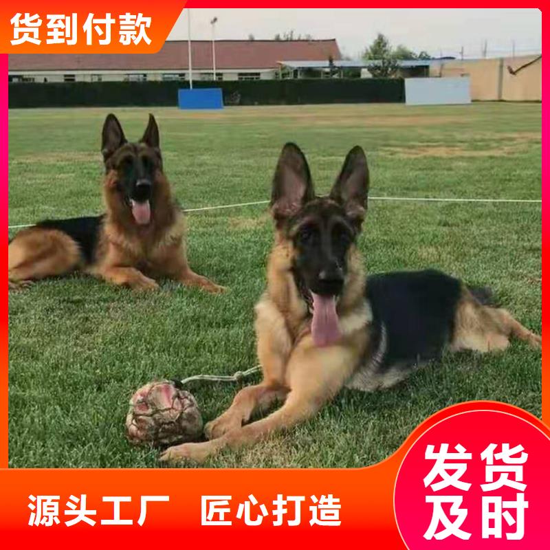 德国牧羊犬卡斯罗犬源头厂家直销