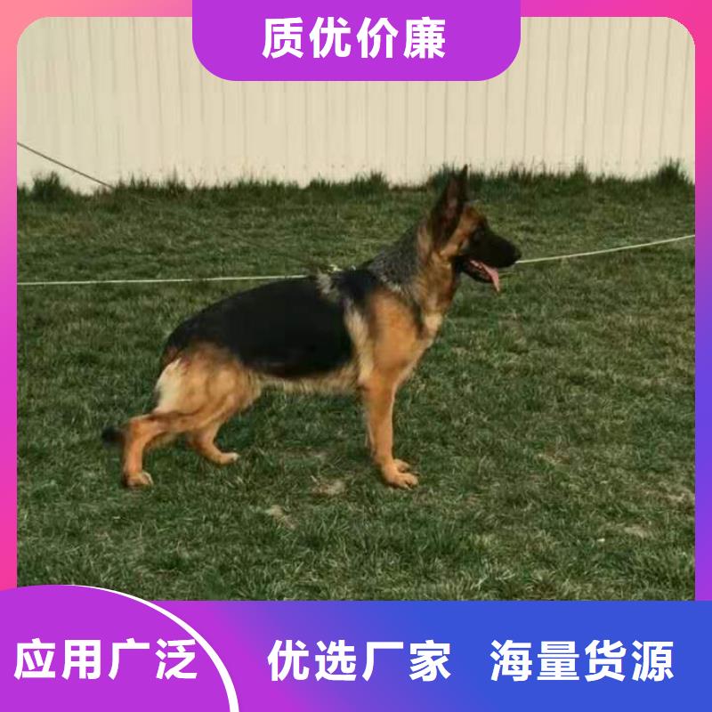 德国牧羊犬【德牧犬】核心技术
