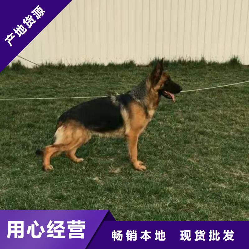 德国牧羊犬-比特犬优质原料