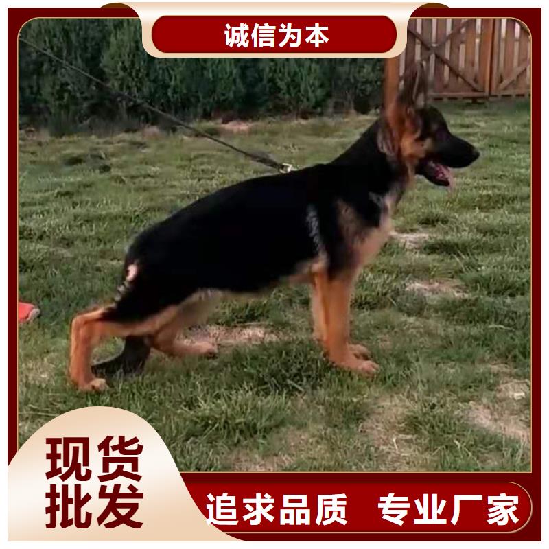 【德國牧羊犬】_杜高犬優選廠家