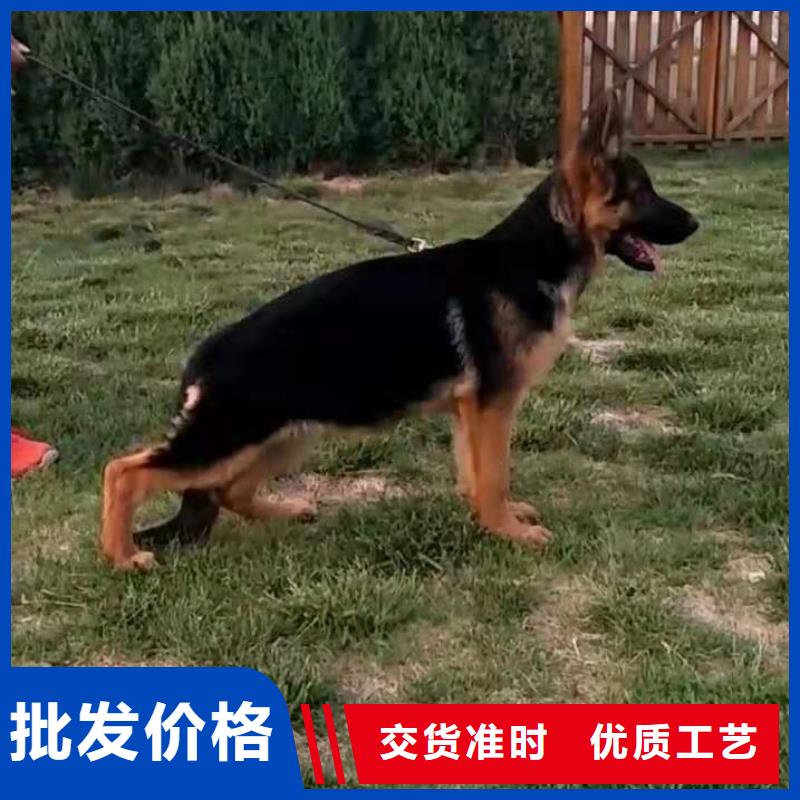 德国牧羊犬_德牧犬厂家拥有先进的设备